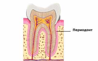 Что такое периодонт и насколько он важен для ротовой полости человека?