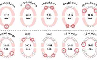 В какой последовательности прорезываются зубы у ребенка? Схемы, таблицы и графики