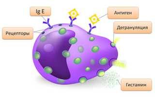 Медиаторы аллергии