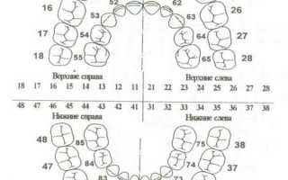 Агент 47 или как считать зубы в стоматологии?