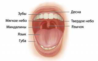 Об анатомии ротовой полости человека