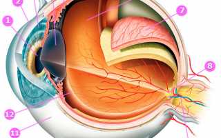 Строение глаза