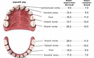 В каком возрасте у детей происходит выпадение молочных зубов?