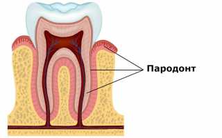Строение и функции пародонта, а также классификация его заболеваний