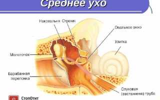 Строение полости среднего уха