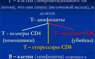 Функция Т-лимфоцитов в организме человека