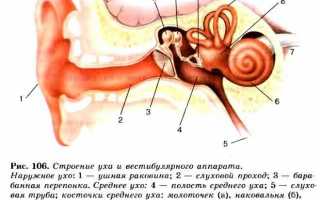 Как устроено человеческое ухо