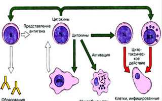 Воздействие цитотоксических Т-клеток на организм